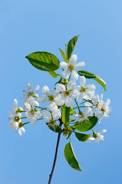 櫻花樹枝