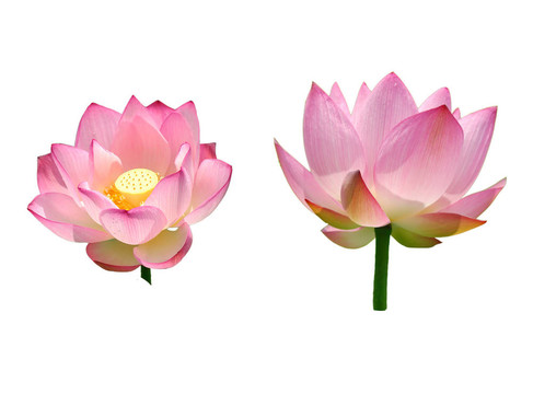 美麗的蓮花隔離
