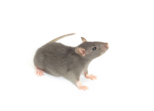 老鼠