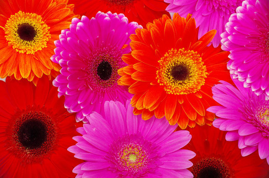 太陽(yáng)花