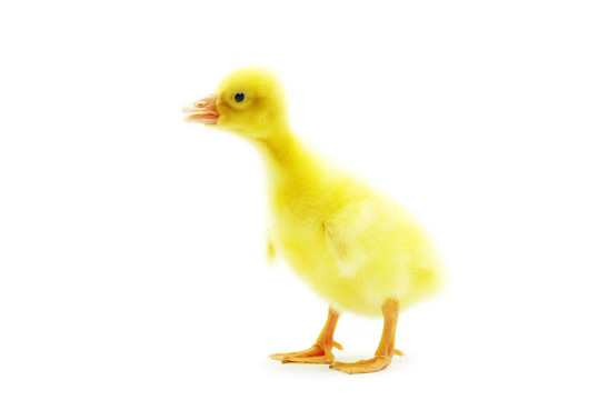 小鵝