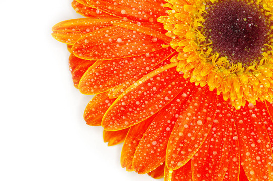 太陽花