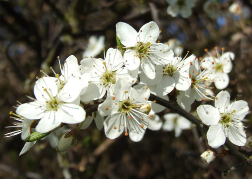 白樹開花
