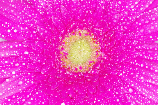 太陽(yáng)花