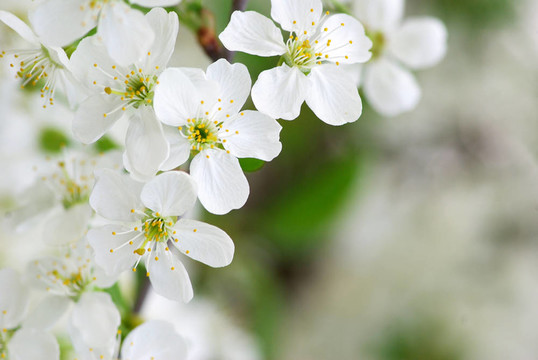 櫻花