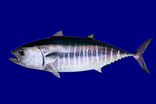 藍(lán)鰭金槍魚隔離在藍(lán)色的背景