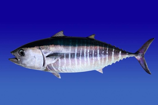 藍(lán)鰭金槍魚(yú)隔離在藍(lán)色的背景