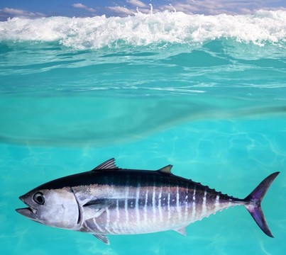 藍鰭金槍魚金槍魚水下游泳