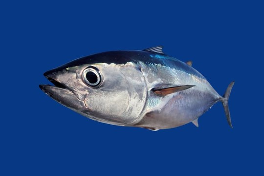 藍(lán)鰭金槍魚魚隔離在藍(lán)色的