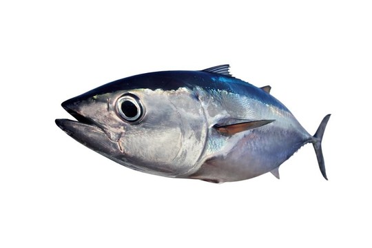 藍鰭金槍魚孤立在白色背景真魚