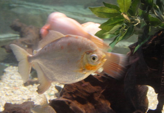熱帶魚