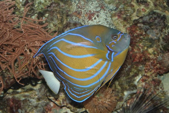 熱帶魚(yú)