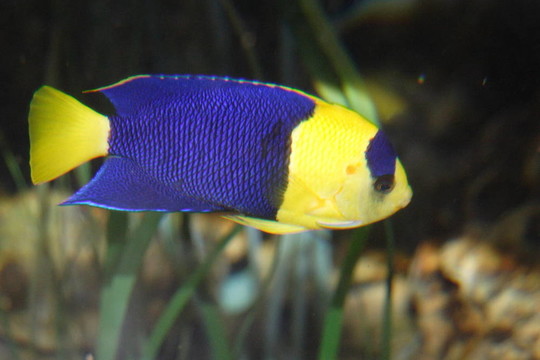 熱帶魚(yú)