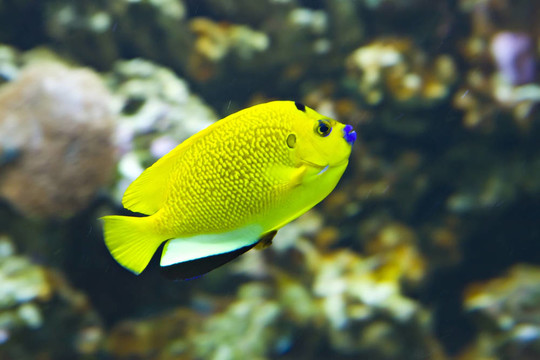 小的魚(yú)