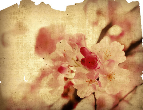 老花紙