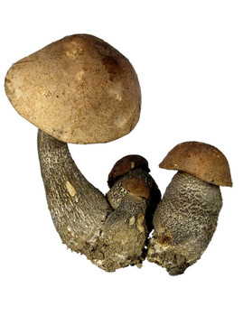 白色四鮮菇。