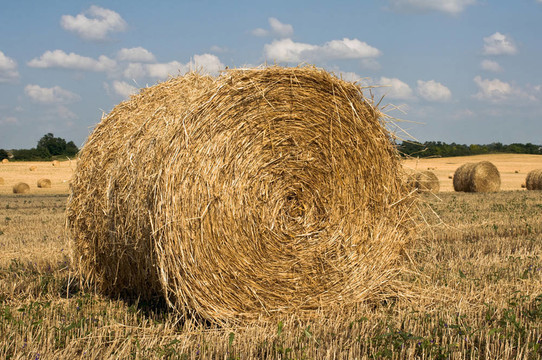 場上的Straw ricks
