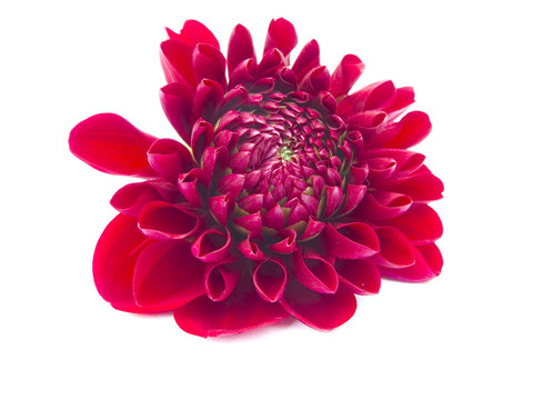 紅色的花