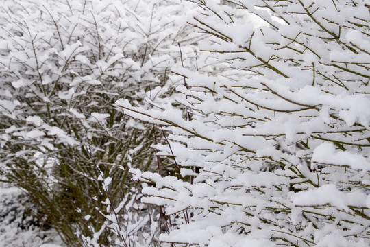 落葉植物上的冬季雪