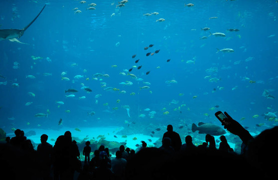喬治亞水族館食品法院