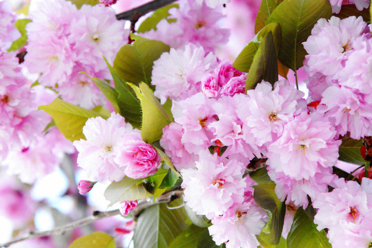 櫻花