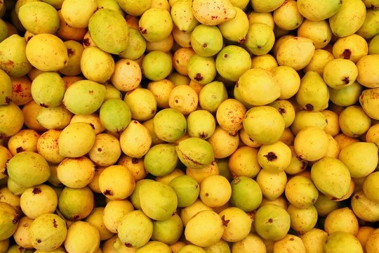 buayaba O guayabilla果Psidium guajava Linnaeus