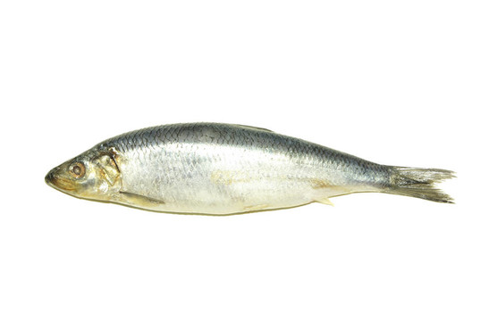 魚