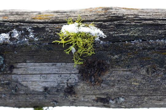 白雪覆蓋的苔蘚。