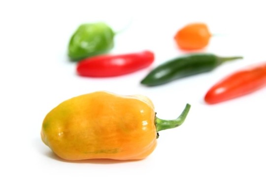 chili Habanero Serrano熱墨西哥辣椒