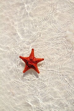 波浪淺水中的海星橙