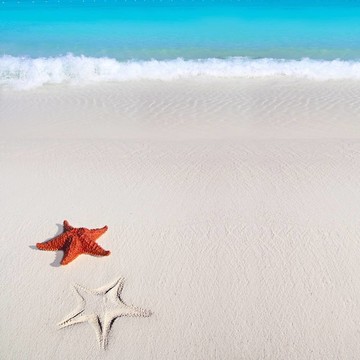 加勒比海星熱帶沙灘綠松石海灘