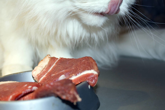 捕食者