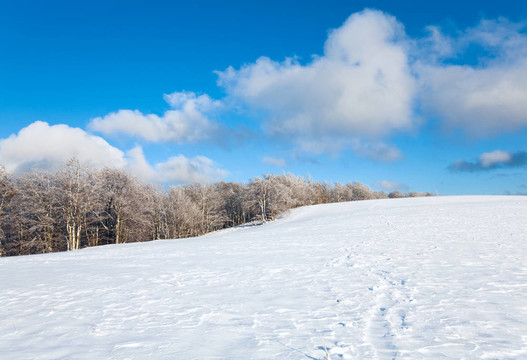 第一次冬季雪和高山山毛櫸森林