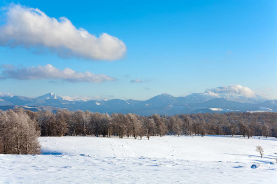第一次冬季雪和高山山毛櫸森林