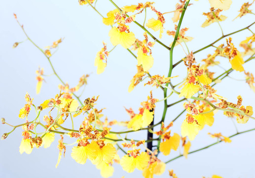 蘭花