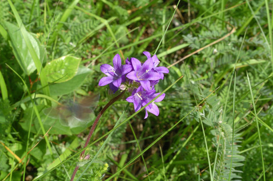 色的花