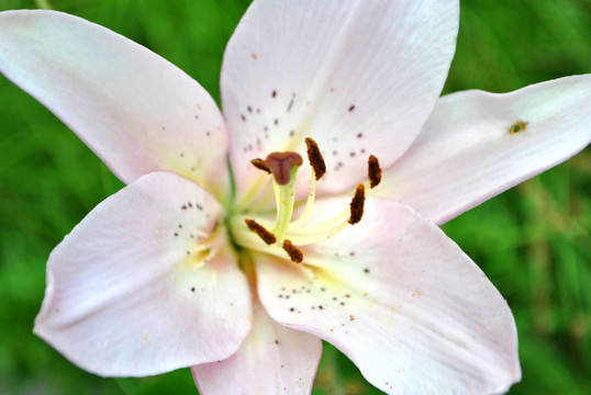 花色