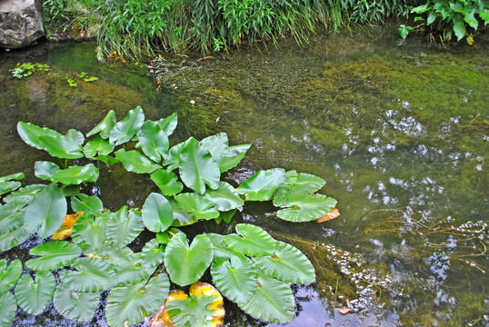 莉莉池塘