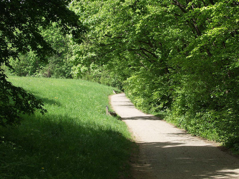 公園里的小徑。Vienna Woods。金