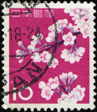櫻花