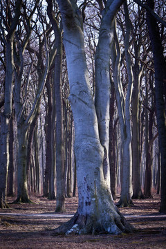 geisterwald