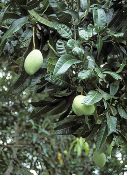 芒果（Mangifera indica）