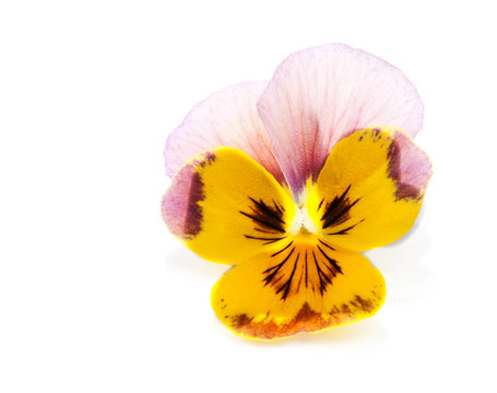 花瓣一朵花