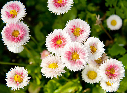 白flowerses