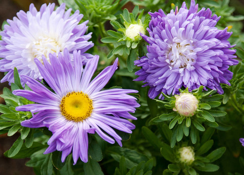 紫flowerses