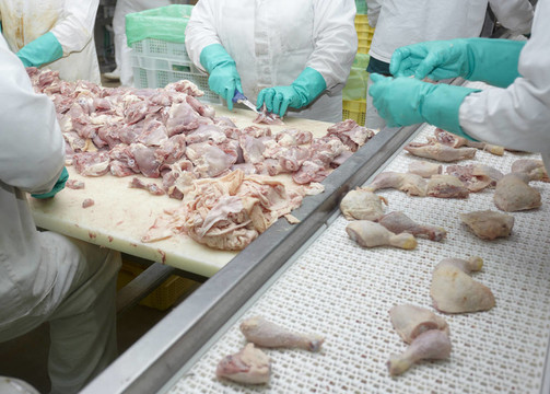 家禽加工肉類食品工業(yè)