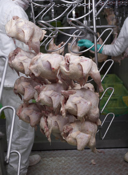 家禽加工肉類食品工業(yè)