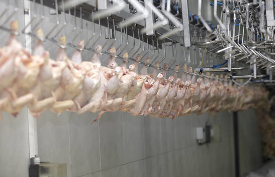 家禽加工肉類食品工業(yè)