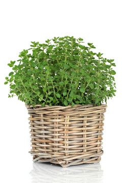 牛至的草本植物