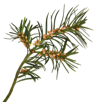 紅豆杉葉小枝